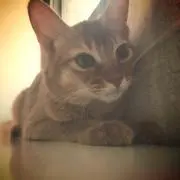 aknの画像