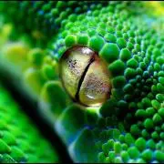 サスケ.