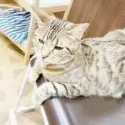 レオリオの画像