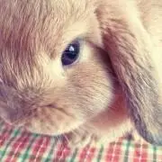 ウサ子*