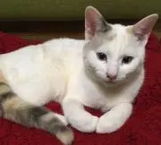 うずら