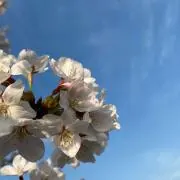 マグロ