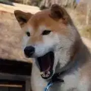 さくたろうの画像