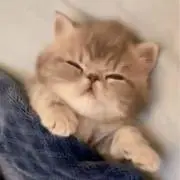 ちょびの画像