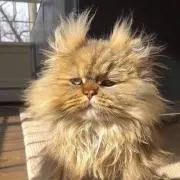モコの画像