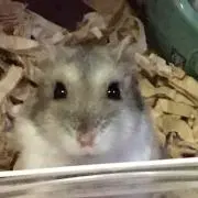 小町