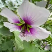 Nashizaの画像
