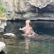 Youの画像