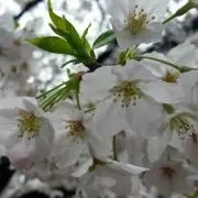 桜凪