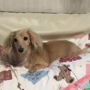 しおりの画像