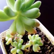 なすみその画像