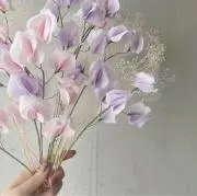 sakuraセールの画像