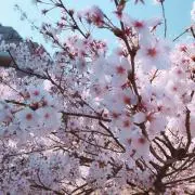 梅子の画像