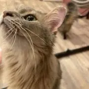 いちこの画像