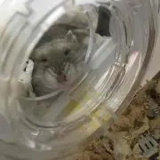 あーたんの画像