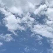 さくらの画像