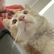 ちょいの画像