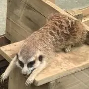 ほろほろんの画像