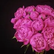 PEONYの画像