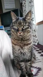 みいやん