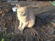 サバ猫の画像