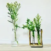 むぎ