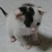 mkの画像