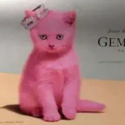 バムの画像