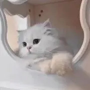 nyanの画像
