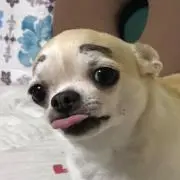 すももの画像