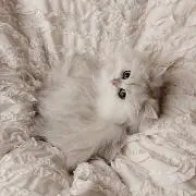 みやびの画像