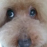 りおぷー
