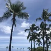 ykの画像