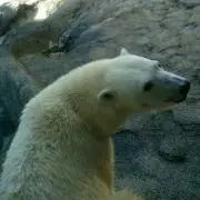 しろくま