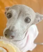しのるぅの画像