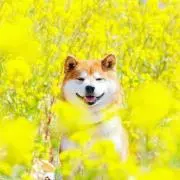 AppleUSER2020の画像