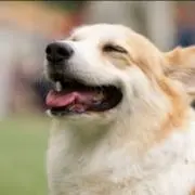 ようこ