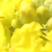 ようの画像
