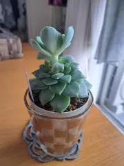 しゅんじろうの画像