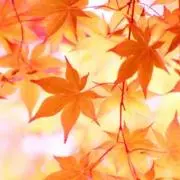 mel ❇︎プロフ確認の画像