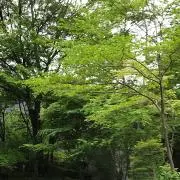 マハロの画像