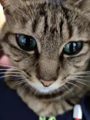 Tolaの画像