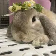 みくっち　プロフィール読んでください。の画像