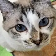 こねこの画像