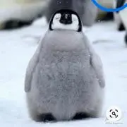 あやかの画像