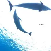 milの画像