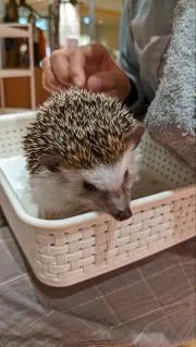 ひーぽんの画像