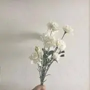 ぱぴの画像