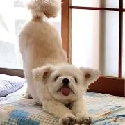銀の画像