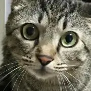 ネオ
